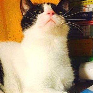 娱乐吃瓜酱猫妈妈视频大全,萌宠视频大全集锦